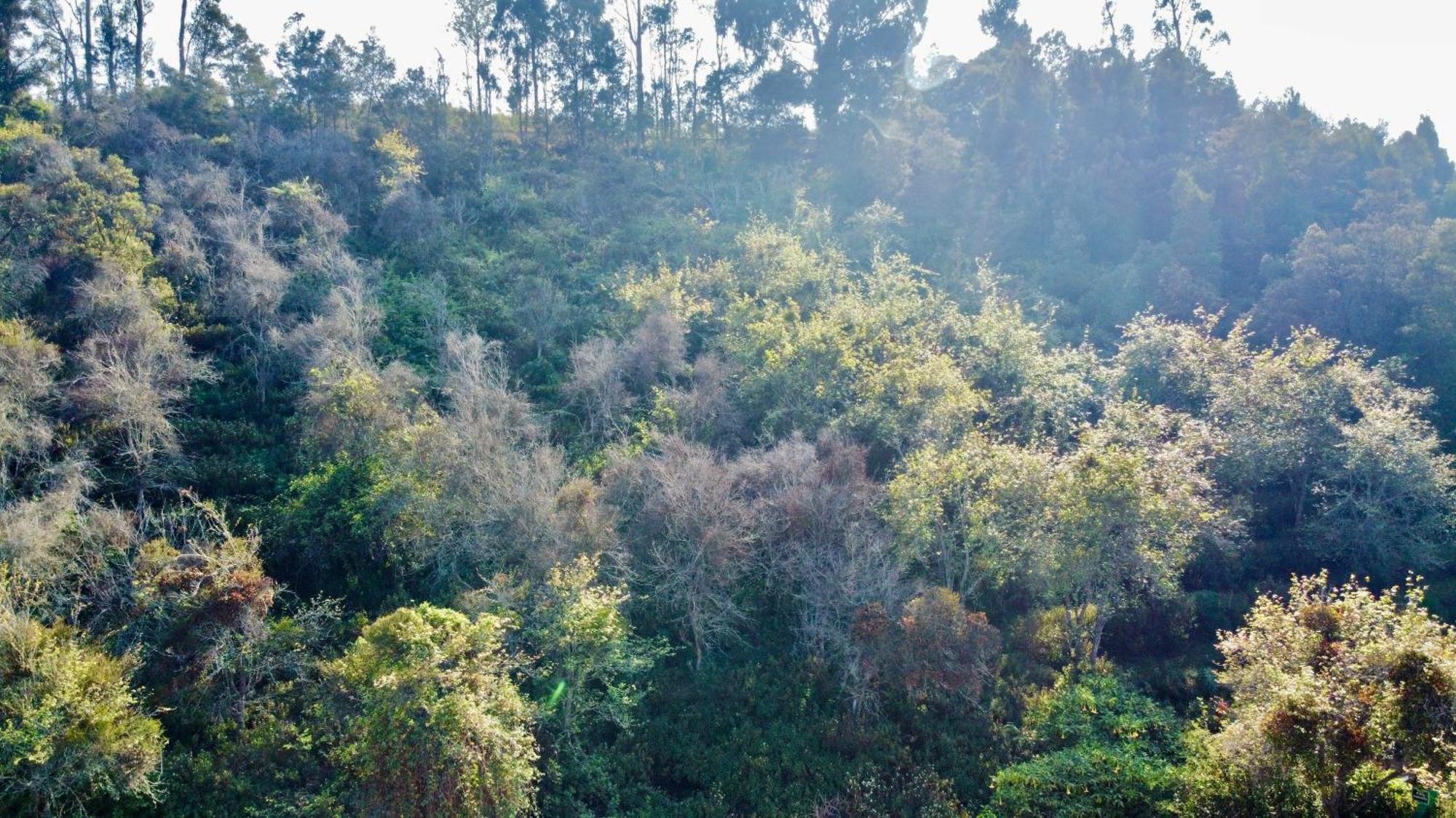 La Flora Kodaikanal Exterior photo
